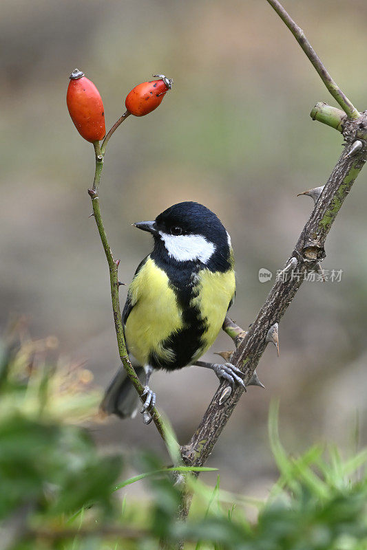 秋季大山雀(Parus major)